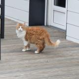 Photo de chat perdu à Nantes