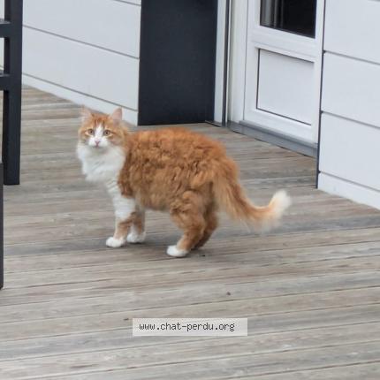 Photo 1/1 Smoothie Chat perdu à Nantes
