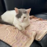 Photo de chat perdu à Reims