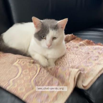 Photo 1/1 Kokos Chat perdu à Reims