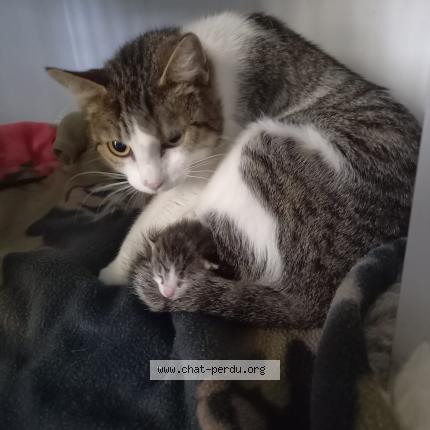 Photo 1/1 Chat trouvé Trouvé à Montauban