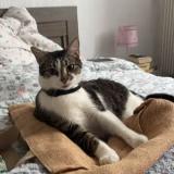 Photo de chat perdu à Pau