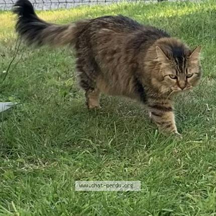 Photo 1/1 Papu Chat perdu à Dol de bretagne