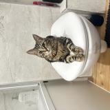 Photo de chat perdu à Tourcoing