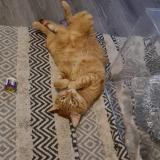 Photo de chat perdu à Besancon