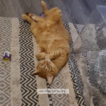 Photo 1/1 Sheran Chat perdu à Besancon