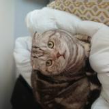 Photo de chat perdu à Ponchon