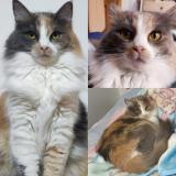 Photo de chat perdu à Quito