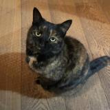 Photo de chat perdu à Passy