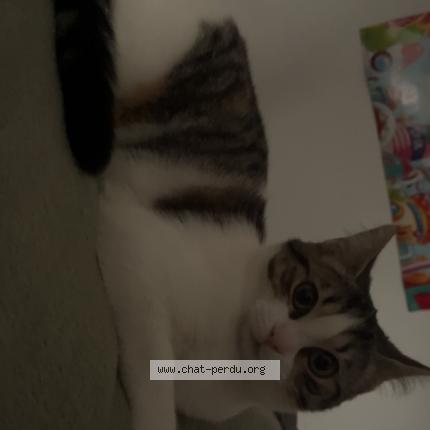 Photo 1/1 Athena Chat perdu à Restigne