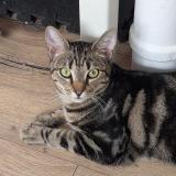 Photo de chat perdu à Laval