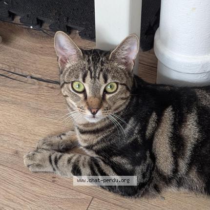 Photo 1/1 Azul Chat perdu à Laval