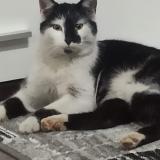 Photo de chat perdu à Steinfeld