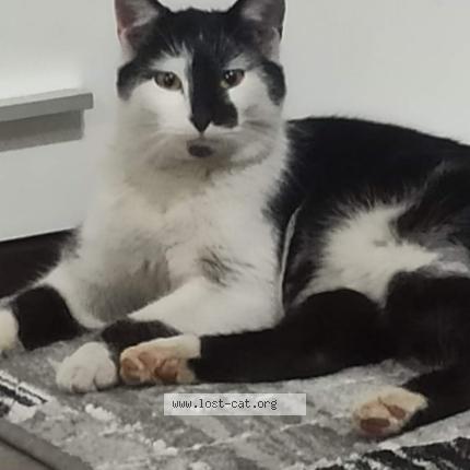 Photo 1/1 Pipun Chat perdu à Steinfeld