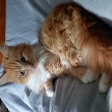 Photo de chat perdu à France