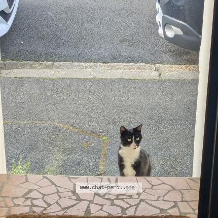 Photo 1/1 Chat trouvé Trouvé à Tours 37