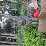 Photo de chat trouvé à Antibes