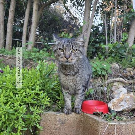 Photo 1/1 Chat trouvé Trouvé à Antibes