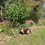 Photo de chat perdu à Louveciennes