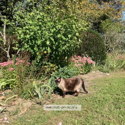 Photo 1/2 MICHA Chat perdu à Louveciennes