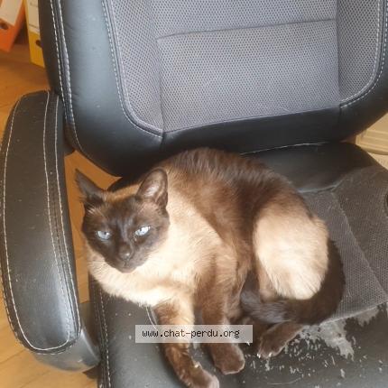 Photo 2/2 MICHA Chat perdu à Louveciennes