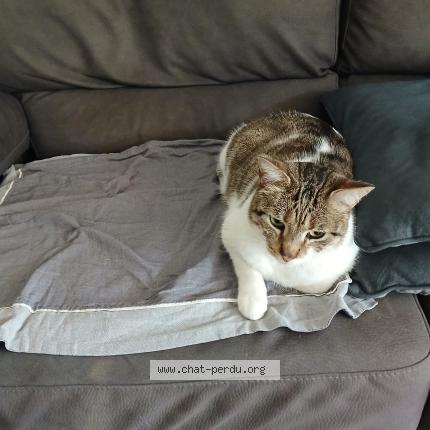 Photo 1/5 Chat trouvé Trouvé à Marseille