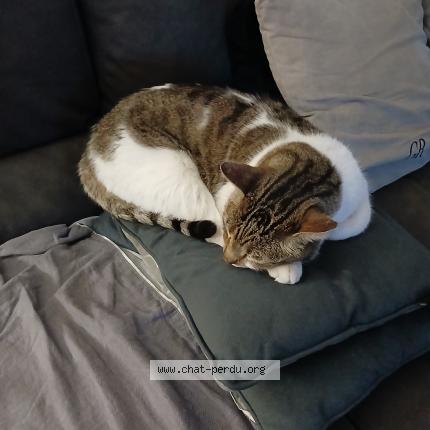 Photo 2/5 Chat trouvé Trouvé à Marseille