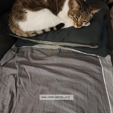 Photo 3/5 Chat trouvé Trouvé à Marseille