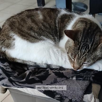 Photo 4/5 Chat trouvé Trouvé à Marseille