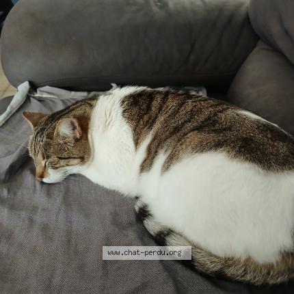 Photo 5/5 Chat trouvé Trouvé à Marseille