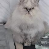 Photo de chat perdu à Anglet