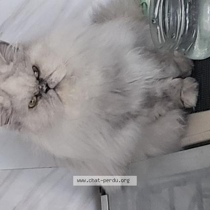 Photo 2/3 Christine Gobin Chat perdu à Anglet