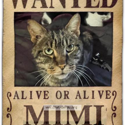 Photo 1/1 Mimi Chat perdu à Poitiers