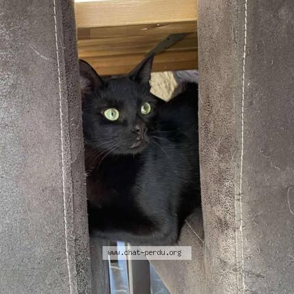 Photo 1/1 Chat retrouvé Perdu à Nivelles