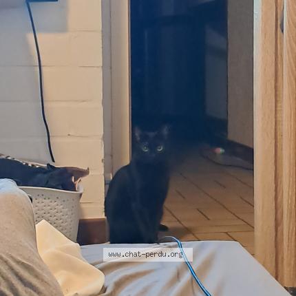 Photo 1/1 Speedy Chat perdu à Nivelles