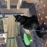 Photo de chat perdu à Montreal