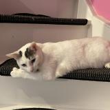 Photo de chat perdu à Ladapeyre