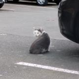 Photo de chat trouvé à Rennes