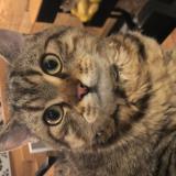 Photo de chat perdu à Sessenheim