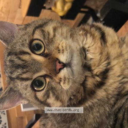 Photo 1/1 Chef Chat perdu à Sessenheim