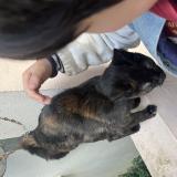 Photo de chat trouvé à Paris