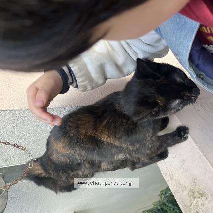 Photo 1/1 Chat trouvé Trouvé à Paris