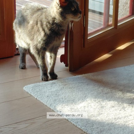 Photo 4/5 Mineth Chat perdu à Roscoff