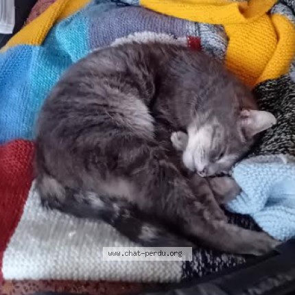 Photo 5/5 Mineth Chat perdu à Roscoff