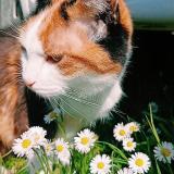 Photo de chat perdu à Plevenon