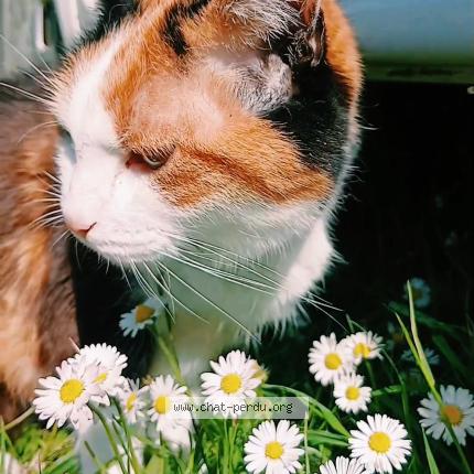 Photo 1/1 aidi Chat perdu à Plevenon