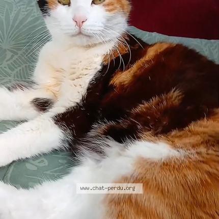 Photo 1/1 aidi Chat perdu à Plevenon