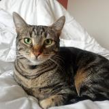 Photo de chat perdu à Lyon