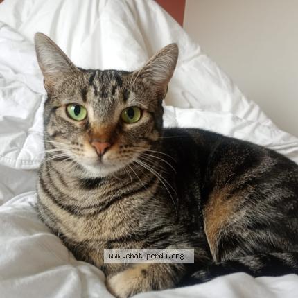 Photo 1/1 Mina Chat perdu à Lyon