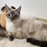 Photo de chat perdu à Nantes